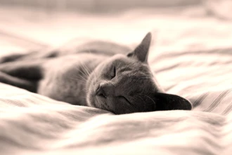 Wallpaper Delightful Sleeping Cat Fp 3144