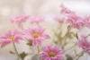 Wallpaper Pink Daisies Fp 5358