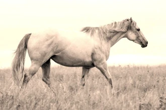 Wallpaper Horses Fp 2488