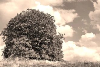 Wallpaper Tree Fp 2012