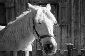 Wallpaper Horse Fp 2446