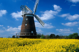 Wallpaper windmill among yellow flowers fp 5939