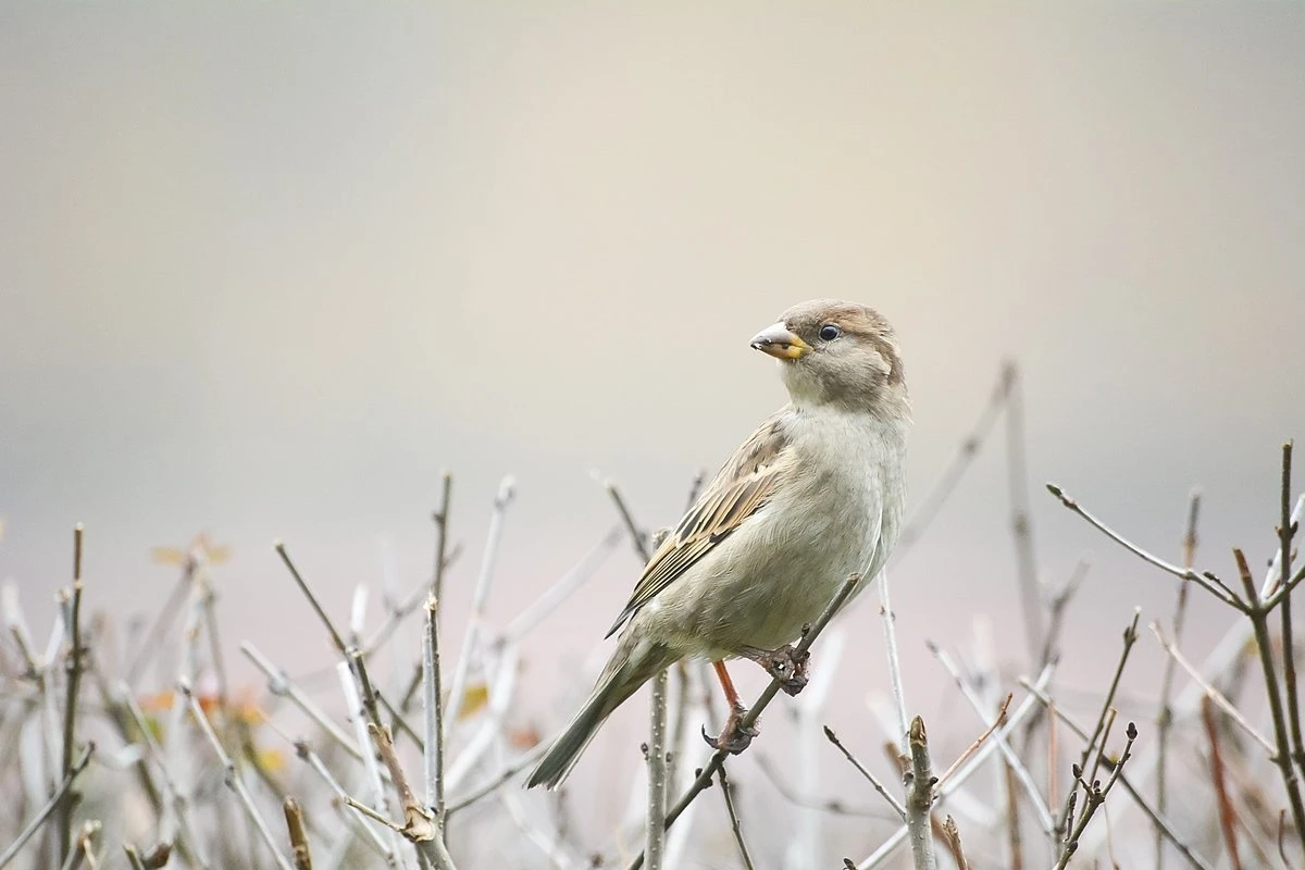 Wallpaper Curious Bird Fp 5248