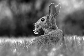 Wallpaper The Hare With Flower Fp 4103