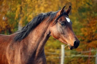 Wallpaper Horse Fp 2694