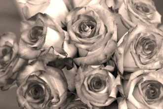 Wallpaper Roses Fp 435