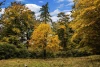 Wallpaper Yellowing Leaves On Trees Fp 3369