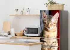 Wallpapers for fridge