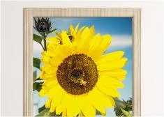 Plants wallpapers for doors