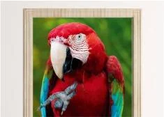 Animals wallpapers for doors