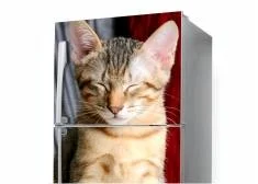 Animals fridge wallpapers