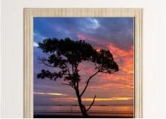 Trees, forest wallpapers for doors