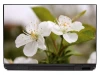 Laptop Sticker Apple Blossom 0068