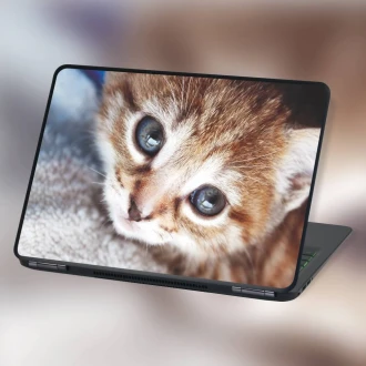 Laptop Sticker Small Kitten P264