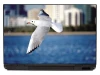 Sticker For Laptop Seagull In Flight P352