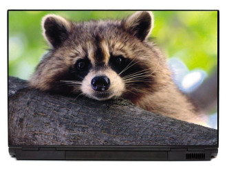 Sticker on laptop raccoon raccoon p429