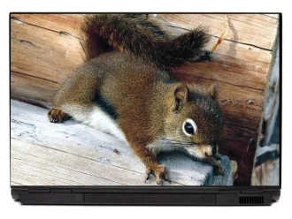 Laptop Sticker Squirrel P204