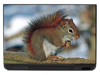 Laptop Sticker Squirrel P217