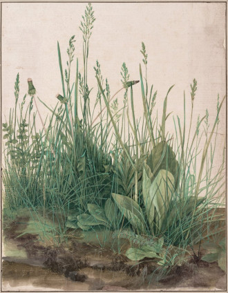 Reproduction the large piece of turf, albrecht durer