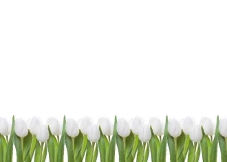 Whiteboard 01X 067 White Tulips