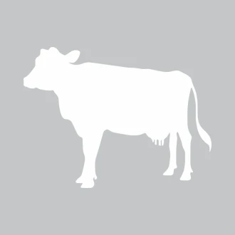 Dry-Erase Board Cow 354