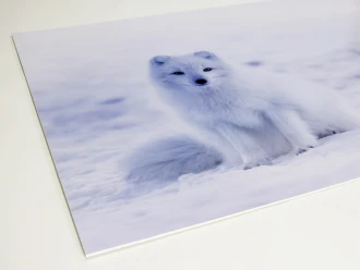 Dry-Erase Board Polar Fox 248