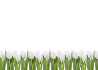 Magnetic Whiteboard Tulips 01X 068