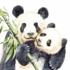 Kids Panda Bears Wallpaper 0498