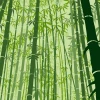 Wallpaper Bamboos, Forest 0497